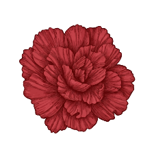 clavel
